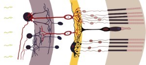 Retina diagramme