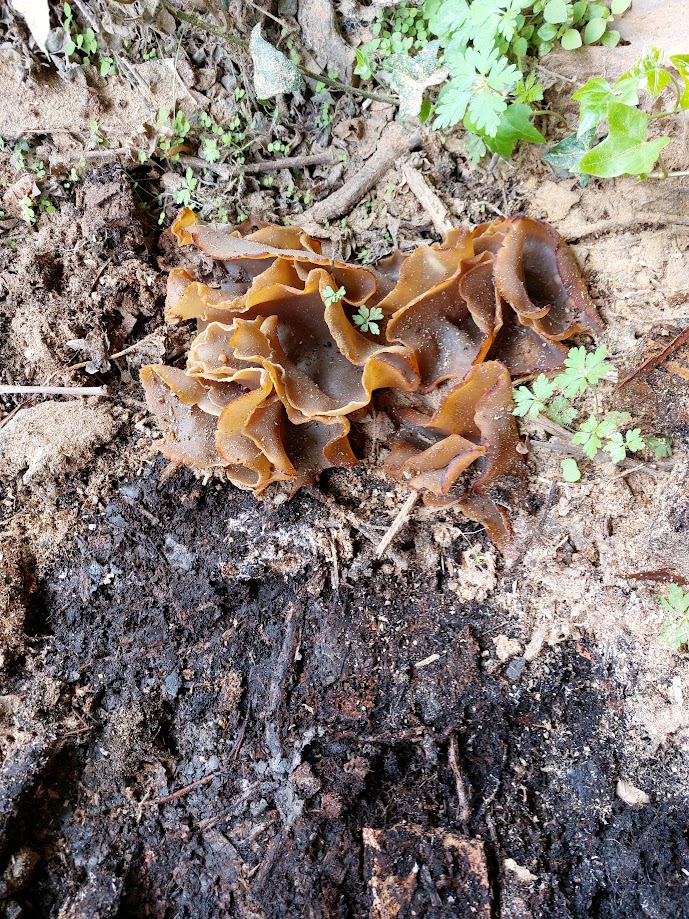 fungi inconnu