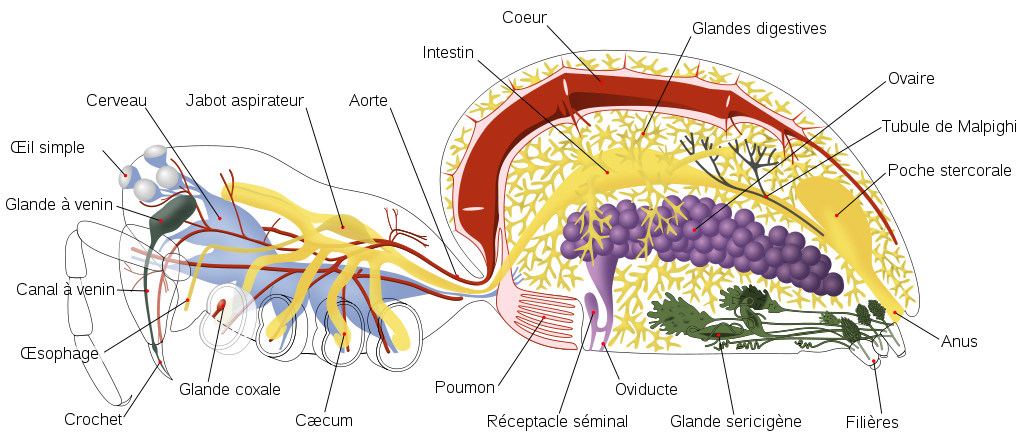 anatomie araignee
