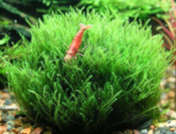 Amblystegium_serpens