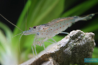 Caridina_multidentata