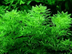 Limnophila sessiliflora