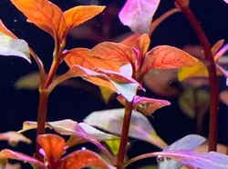 Ludwigia spec red