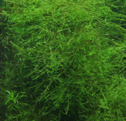 Taxiphyllum barbieri