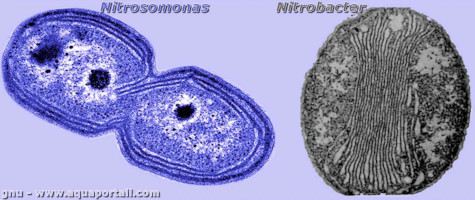 nitrosomonas-nitrobacter.jpg