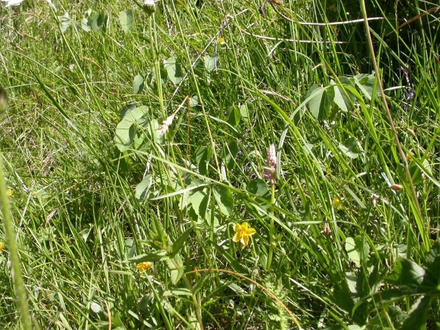 flore