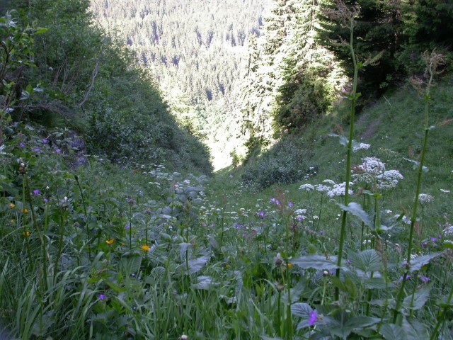 flore